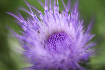 Close-up of purple flowering plant