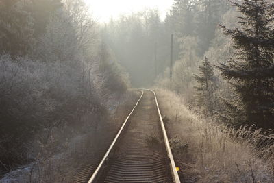 Railroad tracks amidst trees