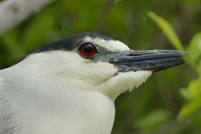 Close-up of a bird looking away