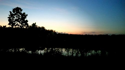 Silhouette trees in forest against clear sky at sunset