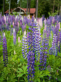 Close-up of purple lavender flowers in garden