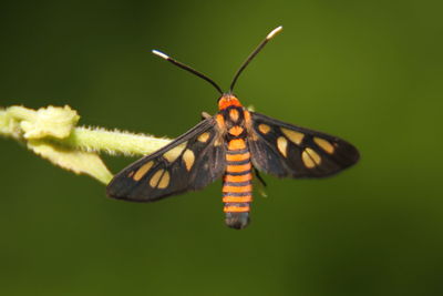 Little butterfly in the garden, indonesia