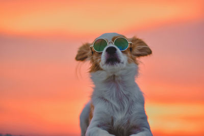 Close-up of a dog against orange sky