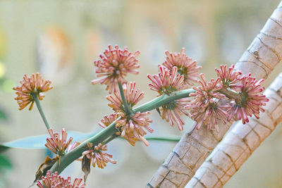 Close-up of flowering plants