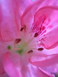 Full frame shot of pink flower