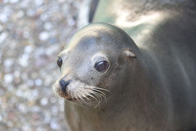 Close-up of sea lion