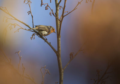 Robin hiding in the tree tops