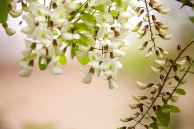 Close-up of white flowering plant