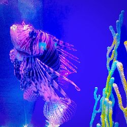 Close-up of jellyfish swimming in aquarium