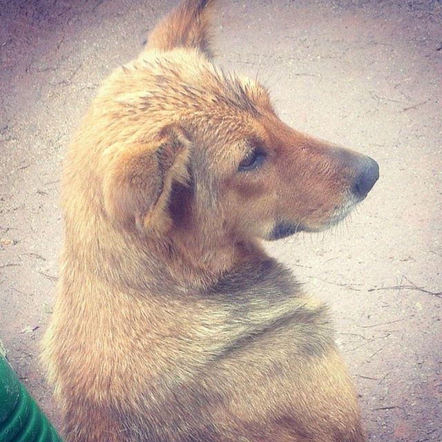 animal themes, one animal, mammal, animal head, domestic animals, close-up, wildlife, looking away, side view, animals in the wild, animal body part, brown, outdoors, day, zoology, no people, animal hair, part of, nature, relaxation