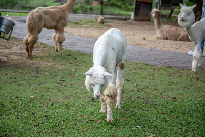 Sheep in a field