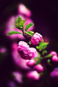 Close-up of pink flowers