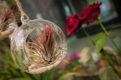 Close-up of flower against blurred background