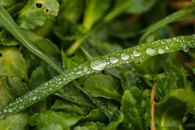 Close-up of wet plants during rainy season