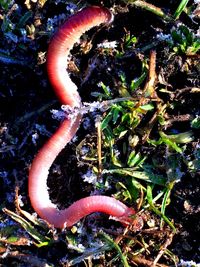 High angle view of a mushroom