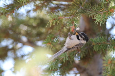 Low angle view of lizard on tree