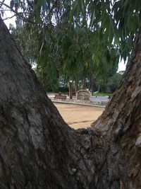 Trees growing outdoors