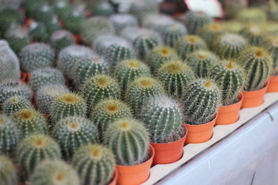 Cactus. selective focus