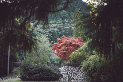 Trees in park during autumn