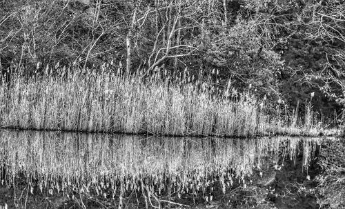 Scenic view of lake in forest