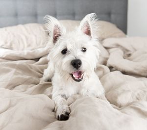 Close-up portrait of dog relaxing on bed at home