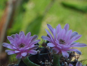 Close-up of purple flowering plant