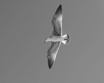 Low angle view of seagull flying in sky