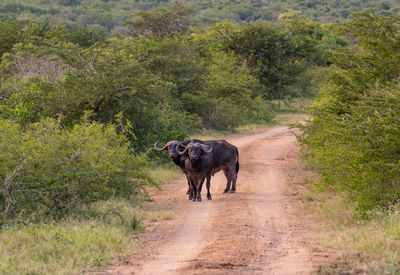 Buffalo in the nature reserve hluhluwe national park south africa