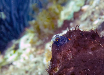 Close-up of fish underwater