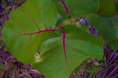 Close-up of green leaves