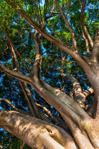 Low angle view of tree