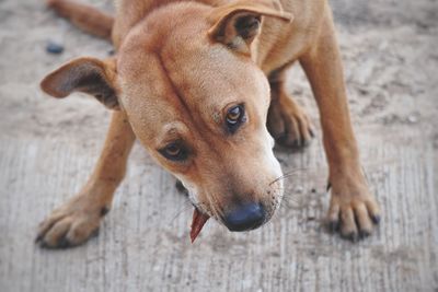 Close-up portrait of a dog