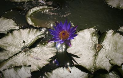 High angle view of purple flowers in water