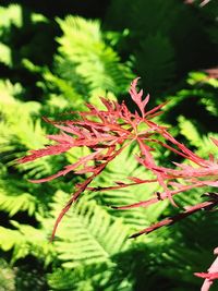 Close-up of plant