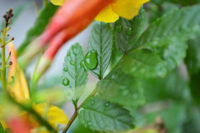 Close-up of wet leaves on plant during rainy season