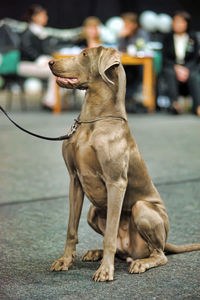 Dog looking away while sitting on street