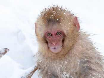 Close-up portrait of a monkey