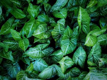 Full frame shot of green leaves