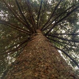 Low angle view of trees in forest