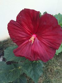 Close-up of red flowers