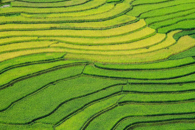 Rice fields on terraced at tu le village, yen bai, vietnam. 