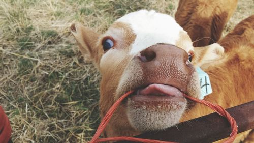 Portrait of cow on field