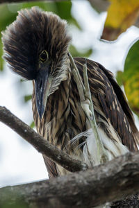 Close-up of bird perching on branch