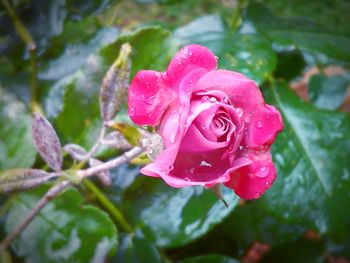 Close-up of pink rose