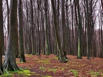 Trees in forest against sky