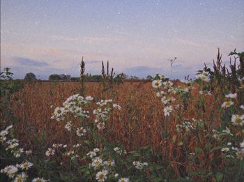 Scenic view of flowering plants on field against sky