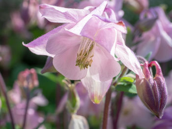Close-up of pink flowering plant