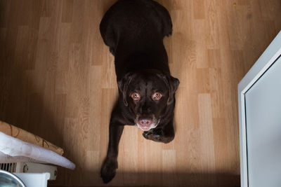 Portrait of black dog on hardwood floor at home