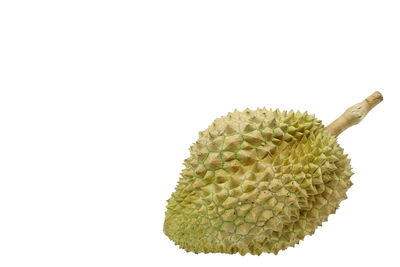 Close-up of fresh yellow flower against white background