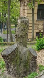 Plants growing on tree trunk